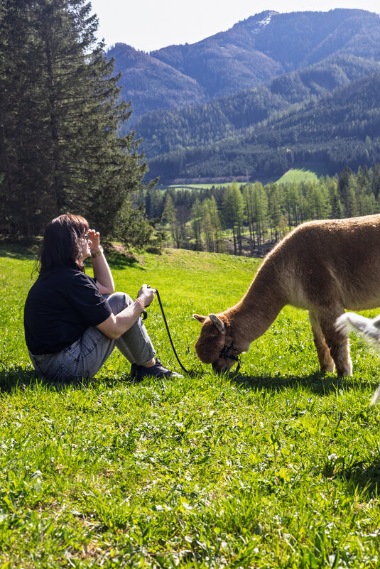 За определенную плату можно погулять с Альпакой - Игорь Сикорский