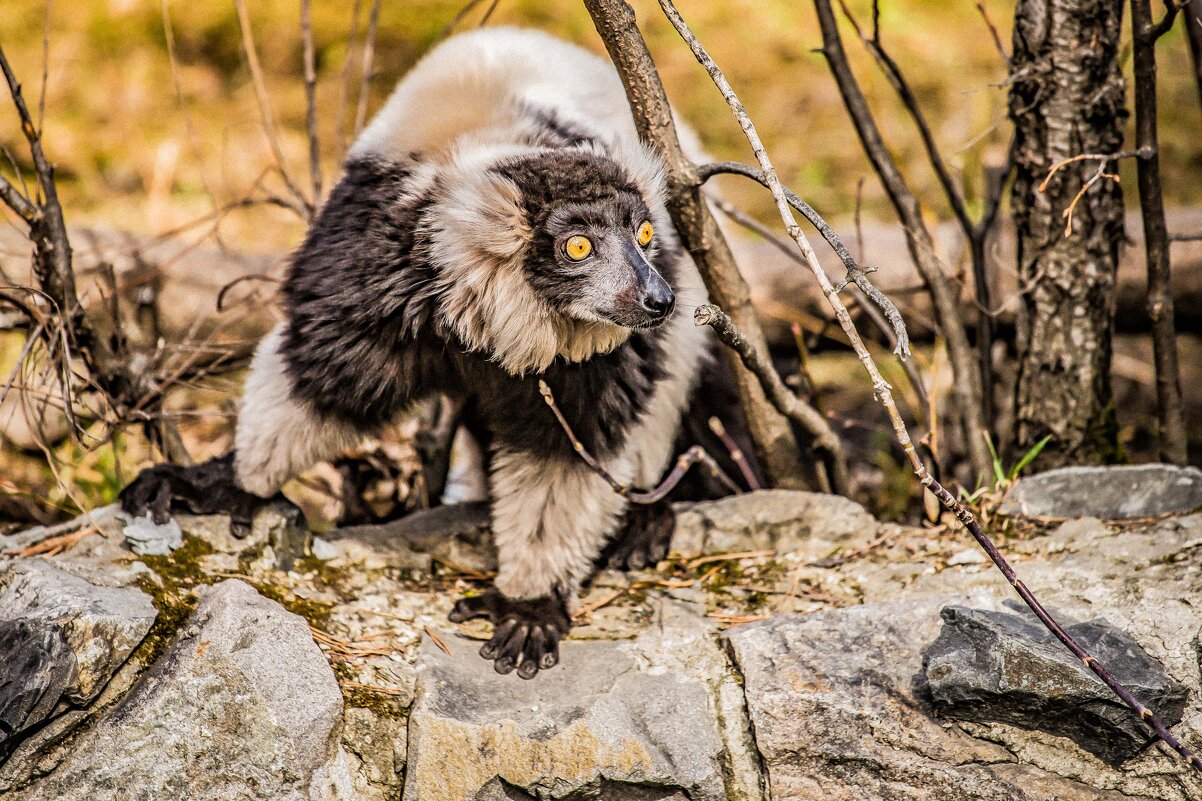 кошачий лемур - Аркадий Лаптенко