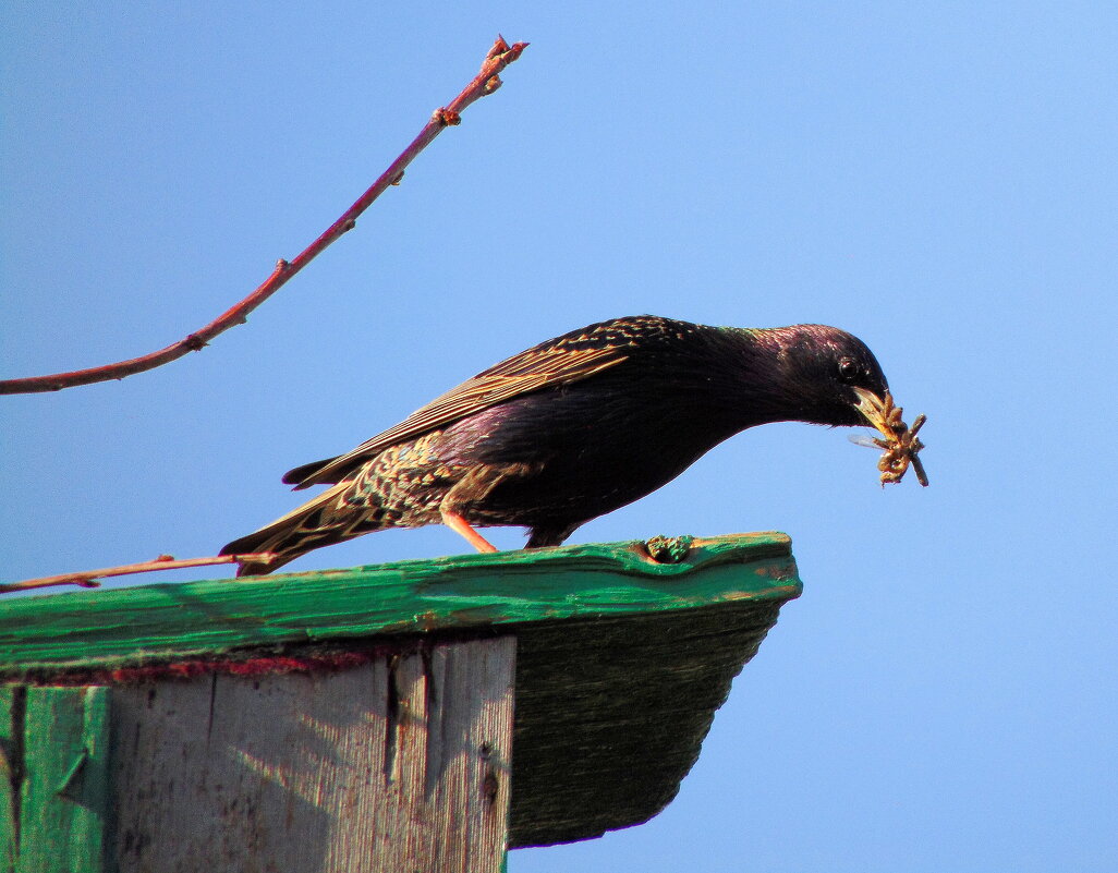 Доставка продуктов. - nadyasilyuk Вознюк
