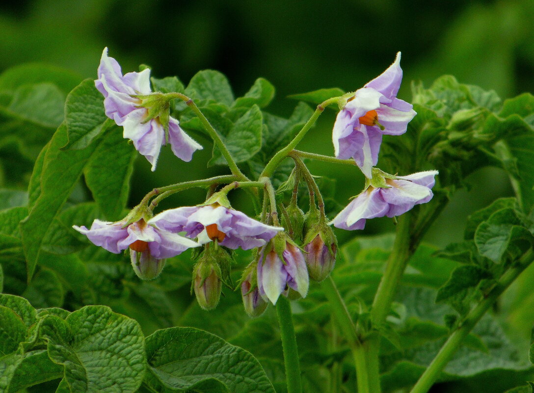 Картофеля цветы. - nadyasilyuk Вознюк