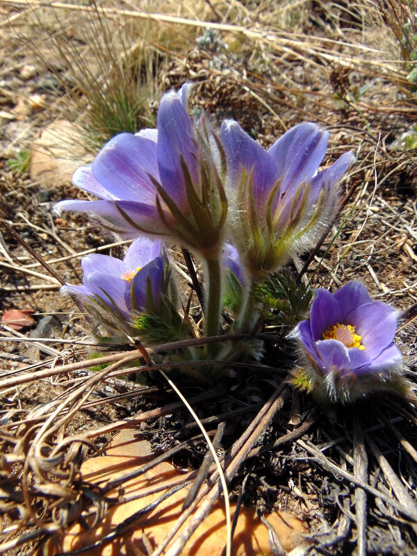 А завтра будет весна. - nadyasilyuk Вознюк