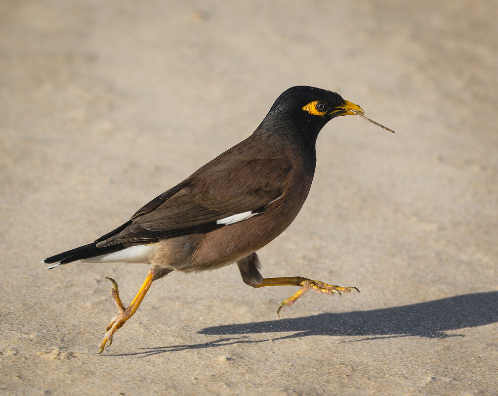 Крылья,крылья,ноги!!!Обыкновенная майна. - Александр Григорьев