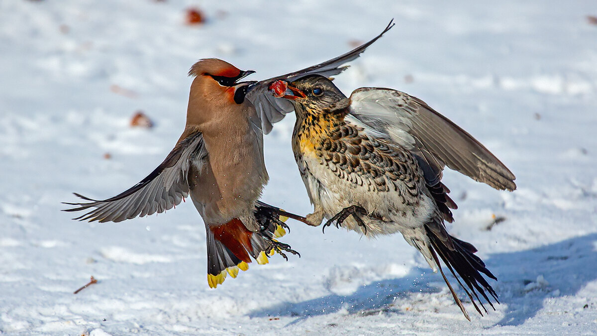 Свристели прилетели. - Виктор Шпаков Свристели прилетели. - Виктор Шпаков