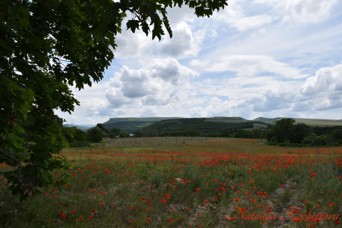 Природа Крыма - Amazing Cosmea