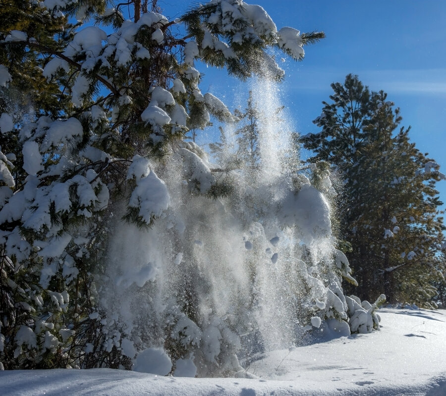 А февраль уходил, падая с сосновых высот, сверкая на солнце снежинками - Наталья Димова