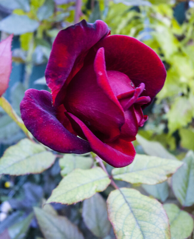 Бутон  бархатной  розы - Валентин Семчишин