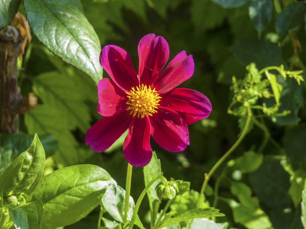 Пурпурная  георгина  Мигнон - Валентин Семчишин