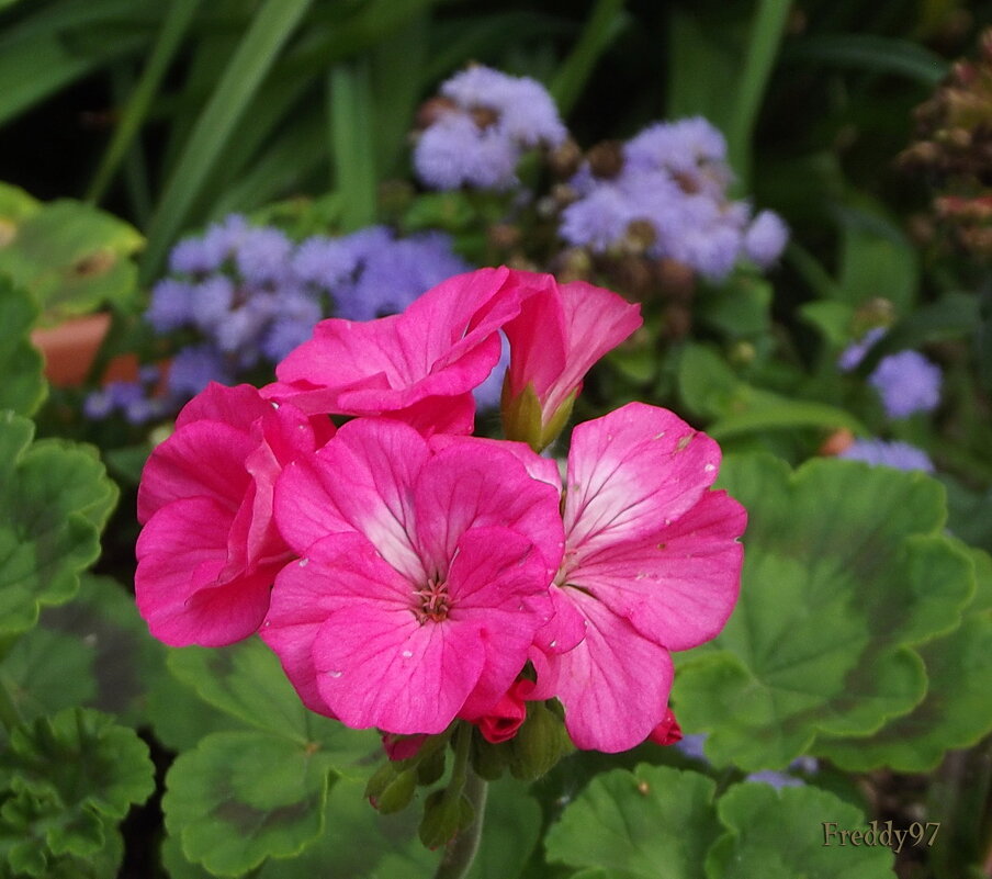 Герань - Freddy 97
