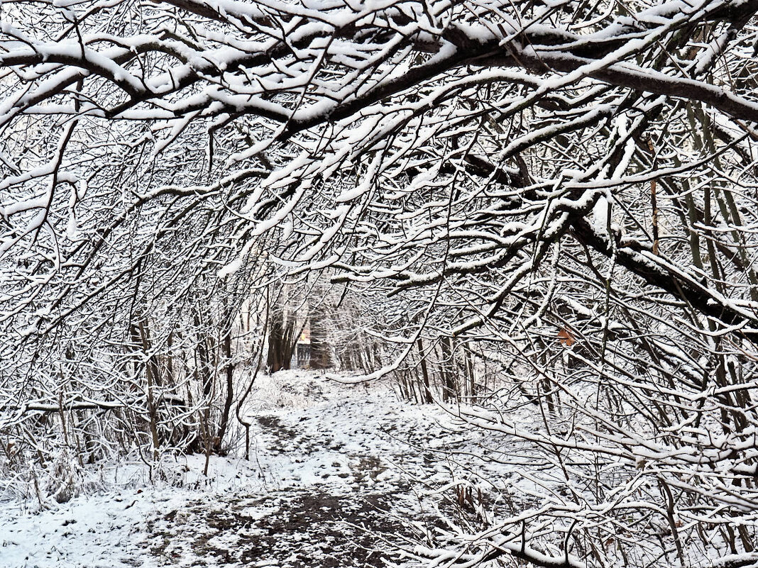 Зимняя графика - Мария К.