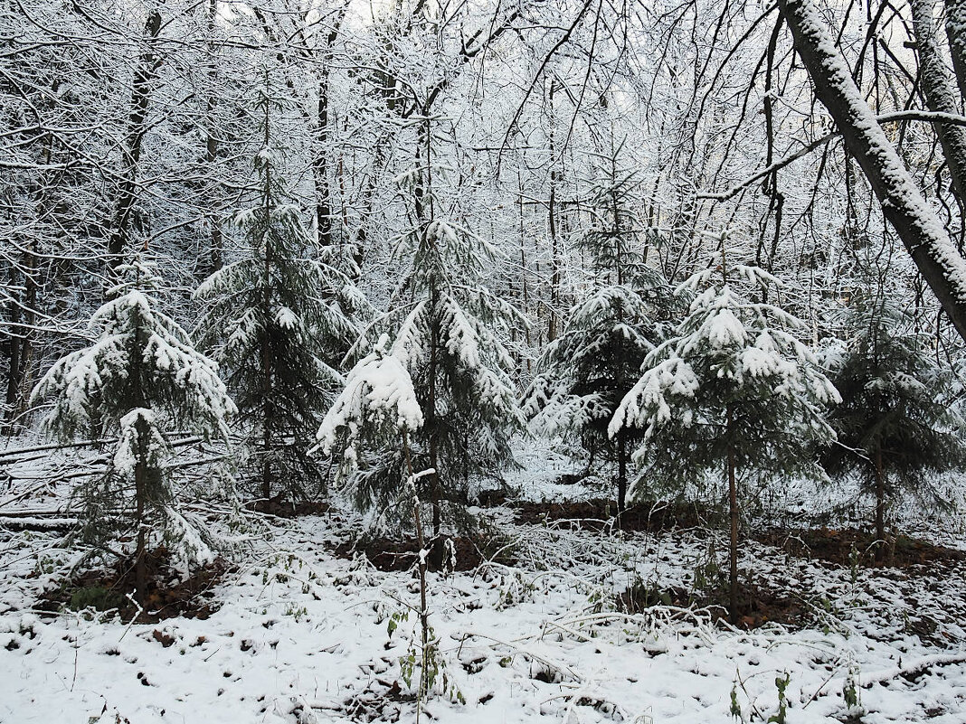 Елочки - Мария К.