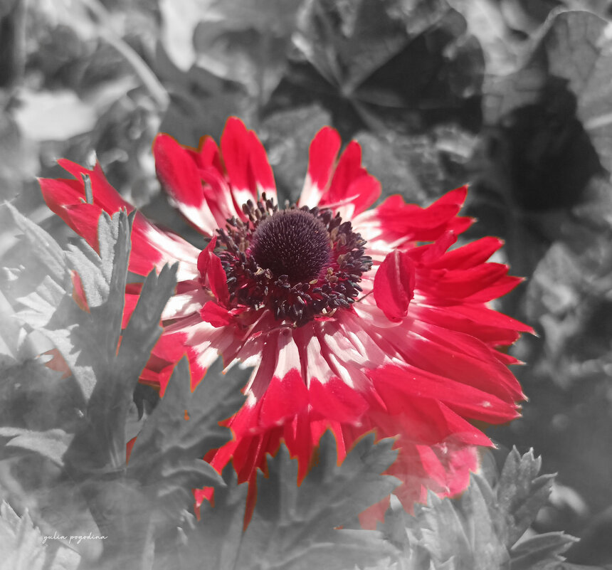 Анемона - Юлия Погодина