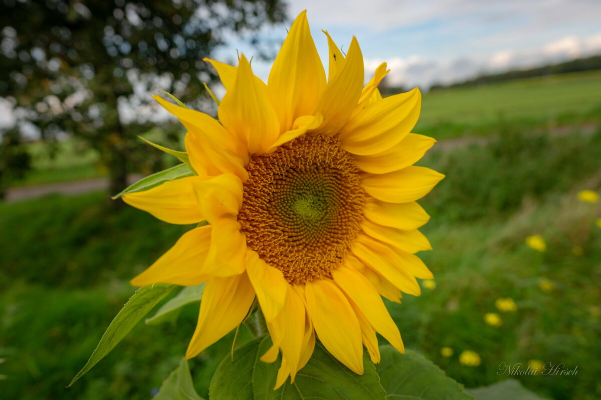 Октябрьский... - Николай Гирш