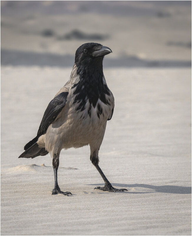 Серая ворона. - Александр Григорьев