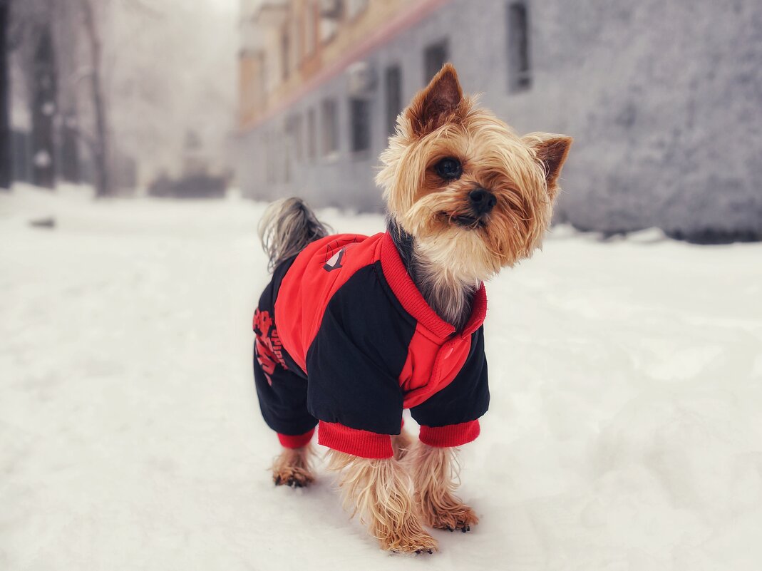 Майкл - Сергей В