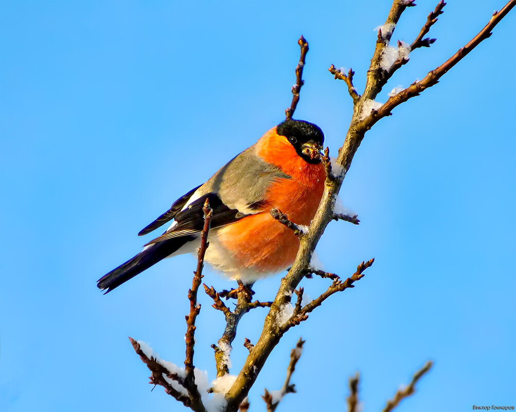 Снегирь - Laryan1 