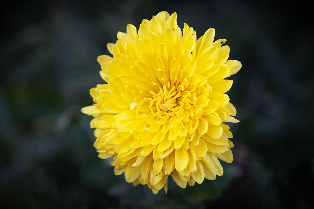 Осеннее солнышко. - Лилия *