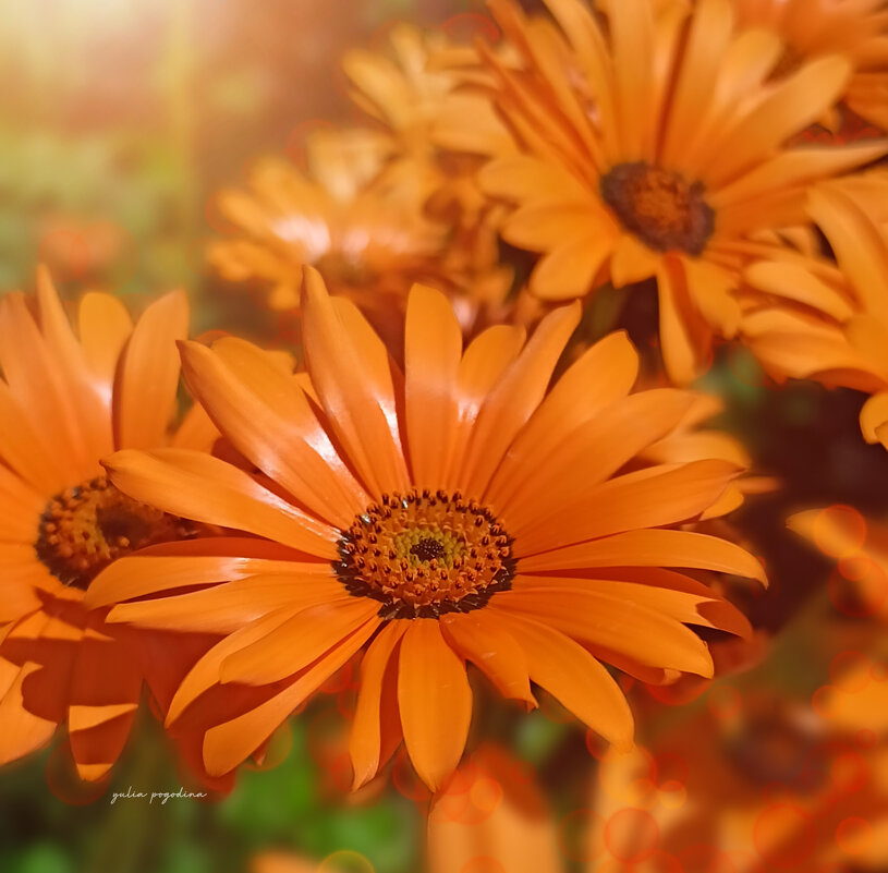 Диморфотека - Юлия Погодина Диморфотека - Юлия Погодина