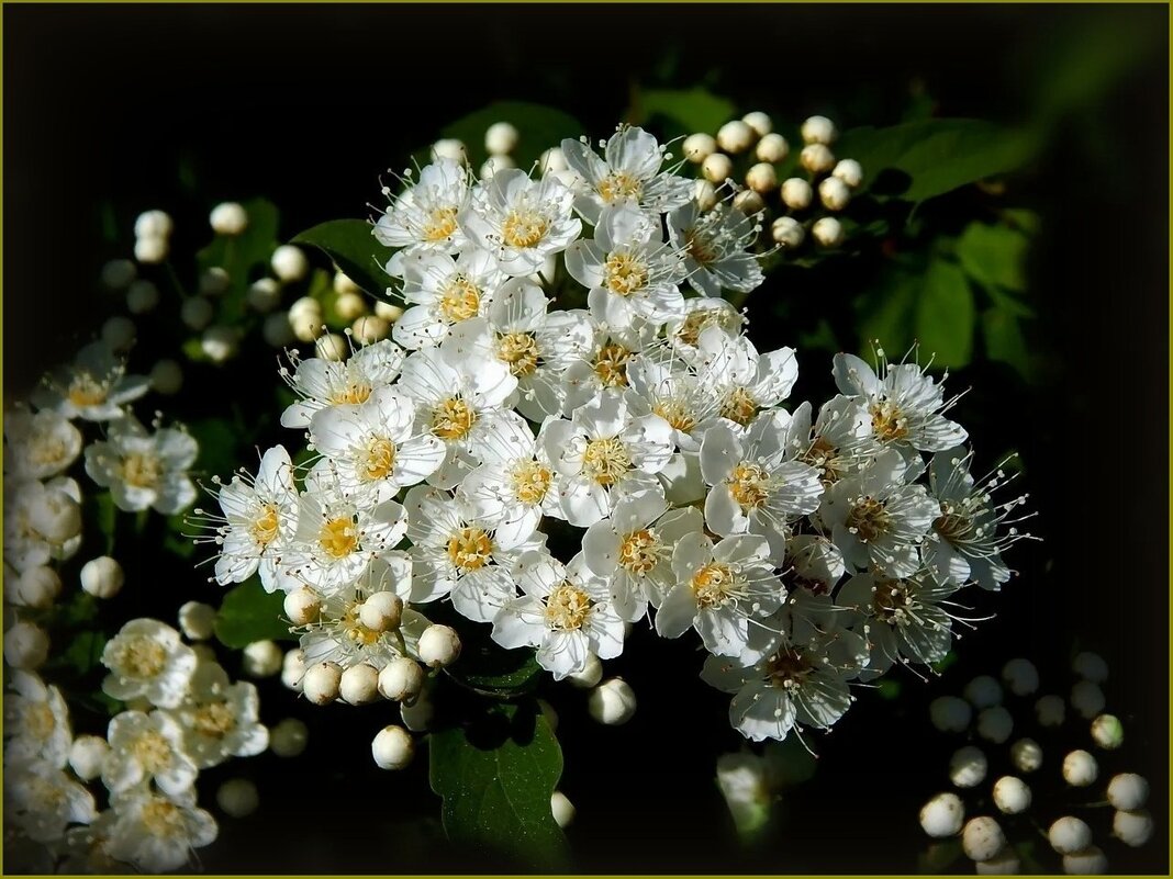 Весенняя улыбка спиреи ... - Валентина Надсон