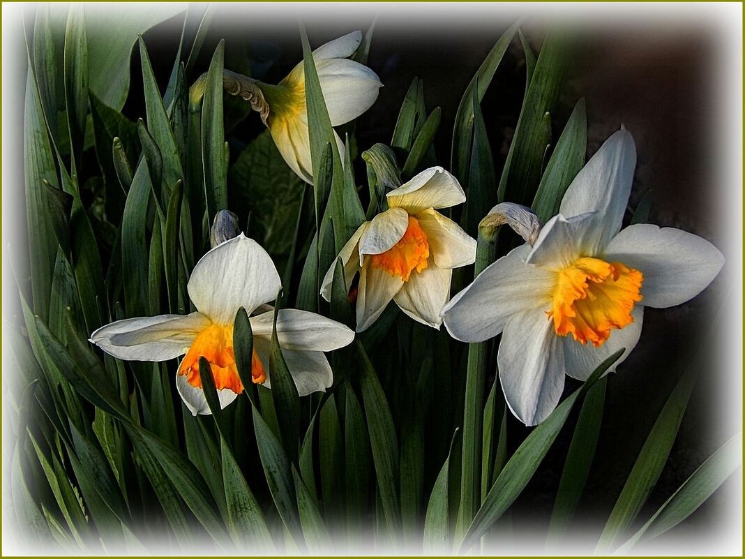 Нарциссы - Валентина Надсон