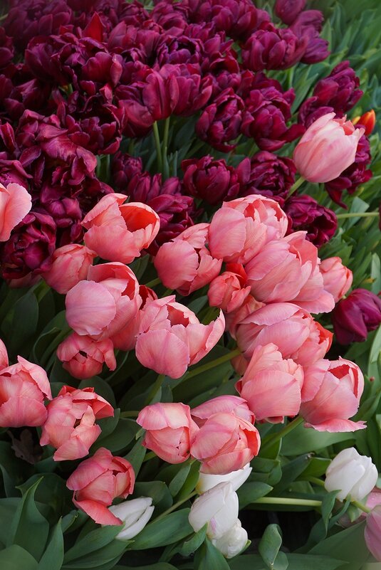 "Репетиция весны" в Аптекарском огороде - Ольга 