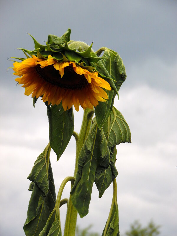 Подсолнушек. - nadyasilyuk Вознюк