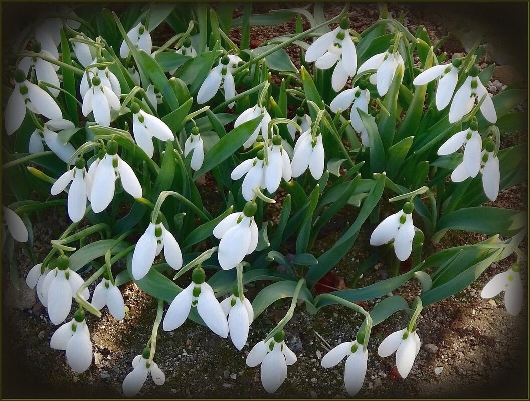 Подснежники - Наталья ***