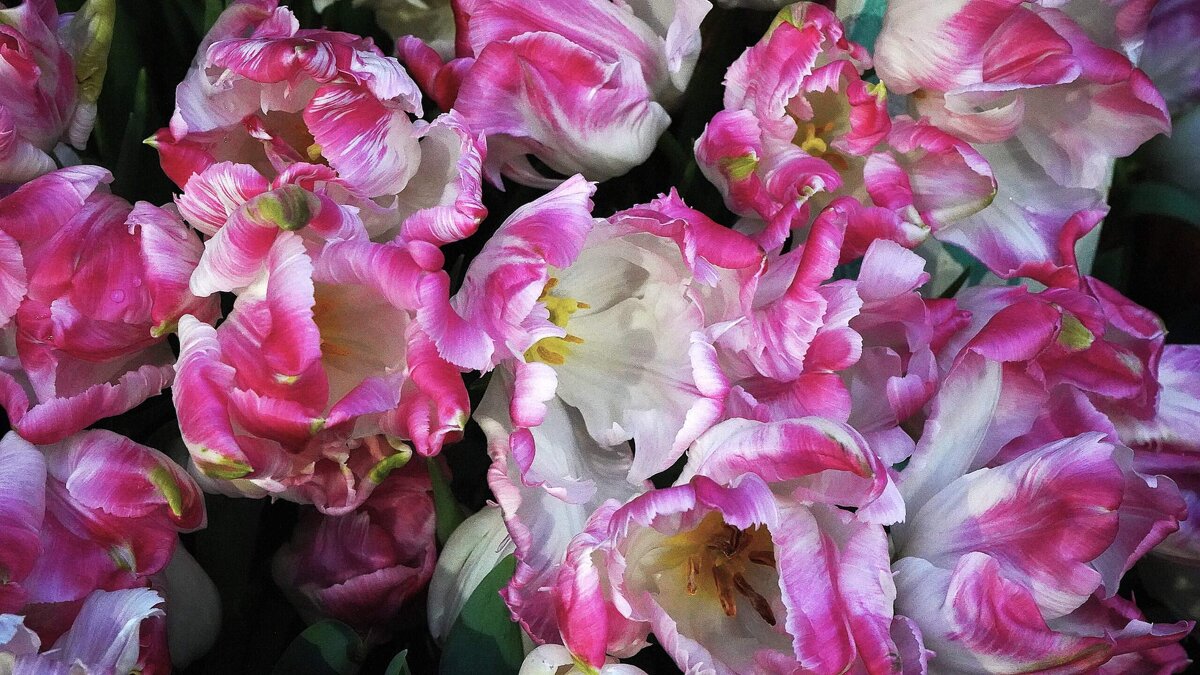 Репетиция весны - Татьяна Тюменка