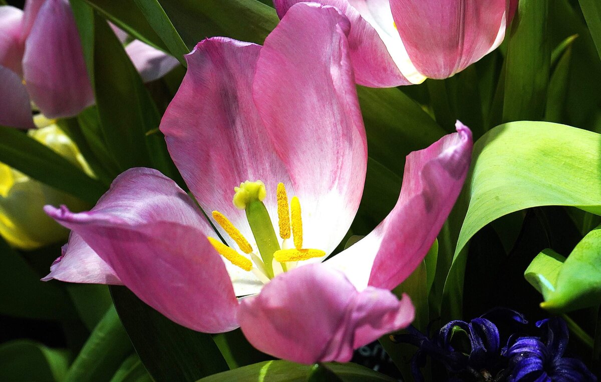 Репетиция весны - Татьяна Тюменка