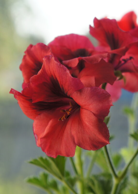 С ВЕСНОЙ! - сергей ермошкин