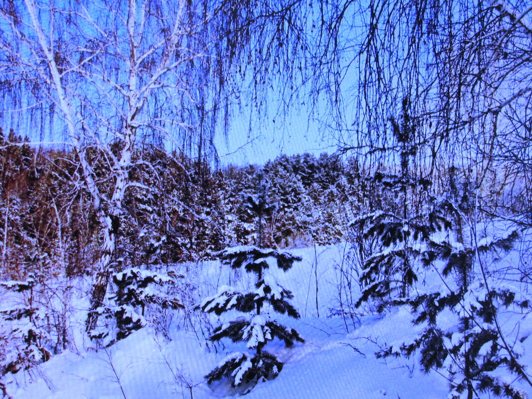 Красота февраля - Людмила Смородинская Красота февраля - Людмила Смородинская