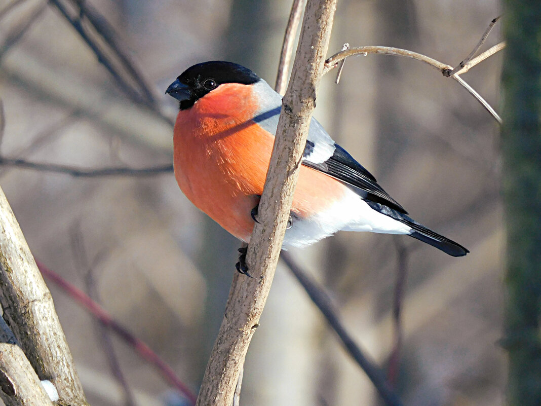 Снегирь - Лина 