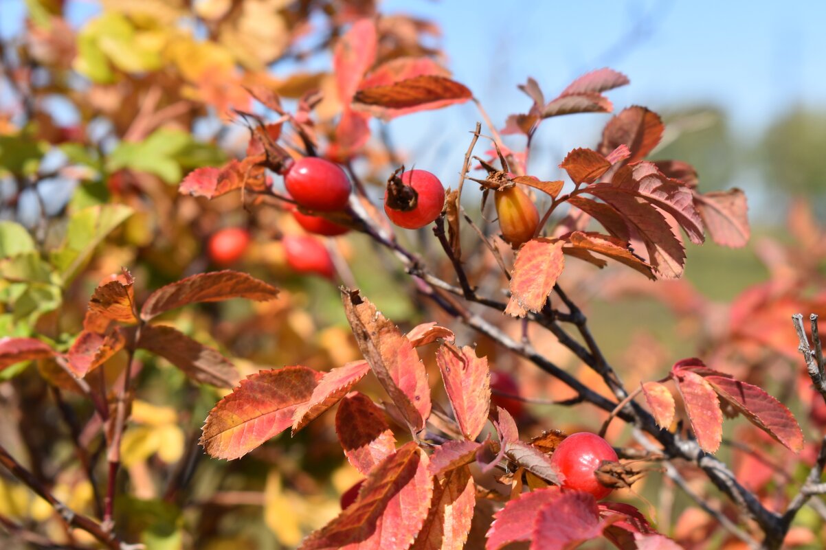 Шиповник - Дарья Шуклина