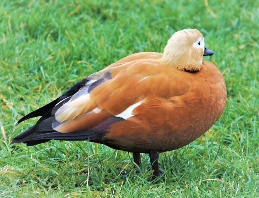 ОГАРЬ ОТДЫХАЕТ НА ЗЕЛЕНОЙ ТРАВЕ - Валентина ОГАРЬ ОТДЫХАЕТ НА ЗЕЛЕНОЙ ТРАВЕ - Валентина