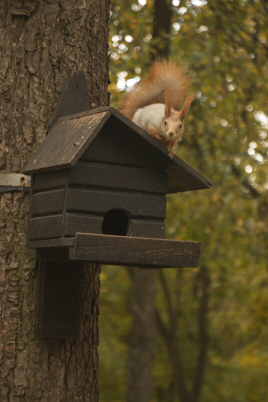 красотка - Владимир Зырянов