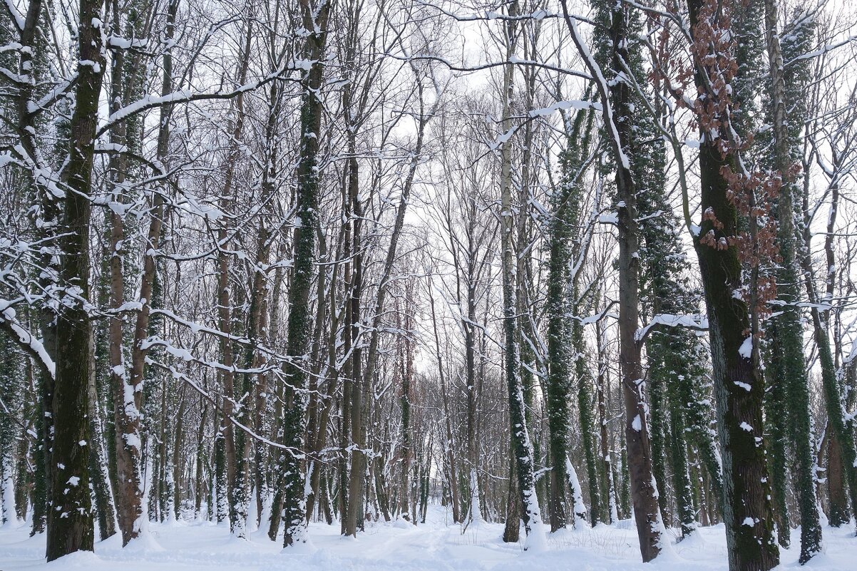Зимние картинки - Рита Симонова