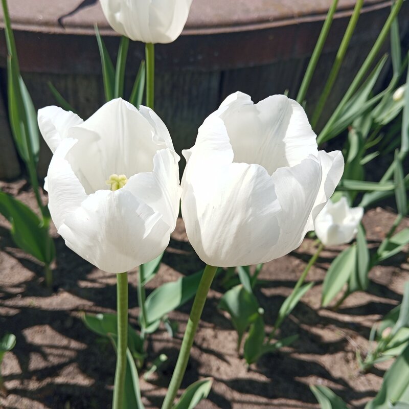 НЕЖНОСТЬ ВЕСНЫ - Елена Семигина