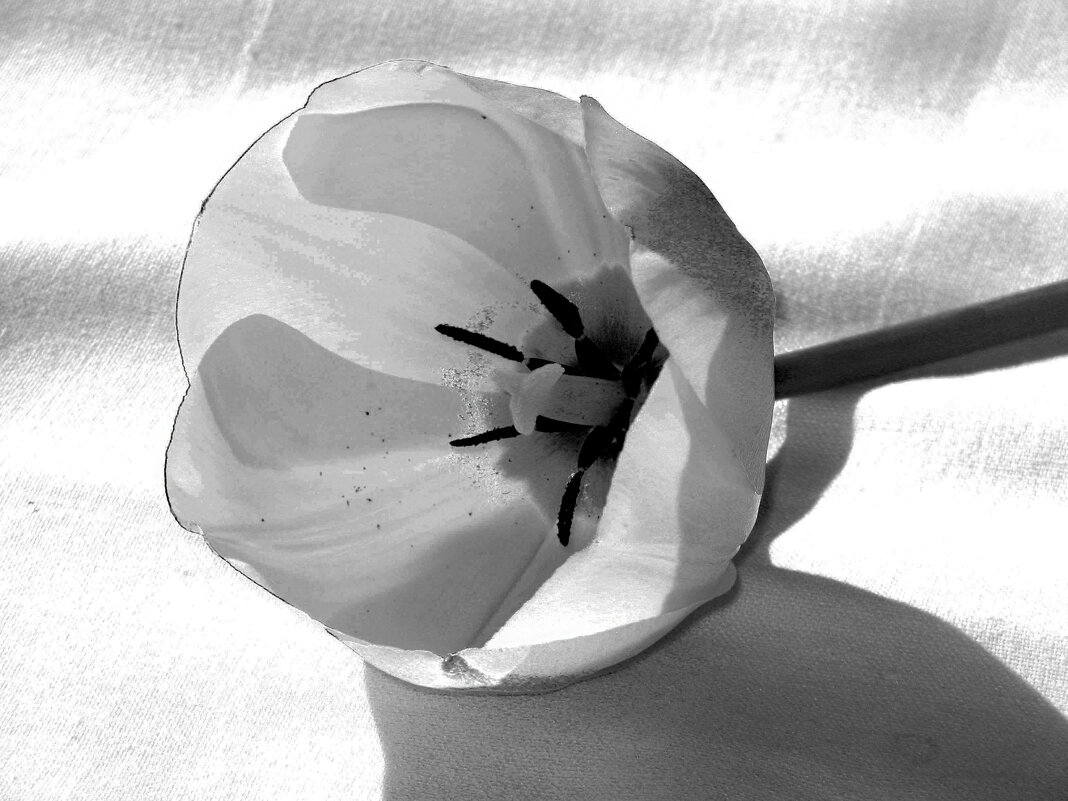 Прозрачность - Наталья 