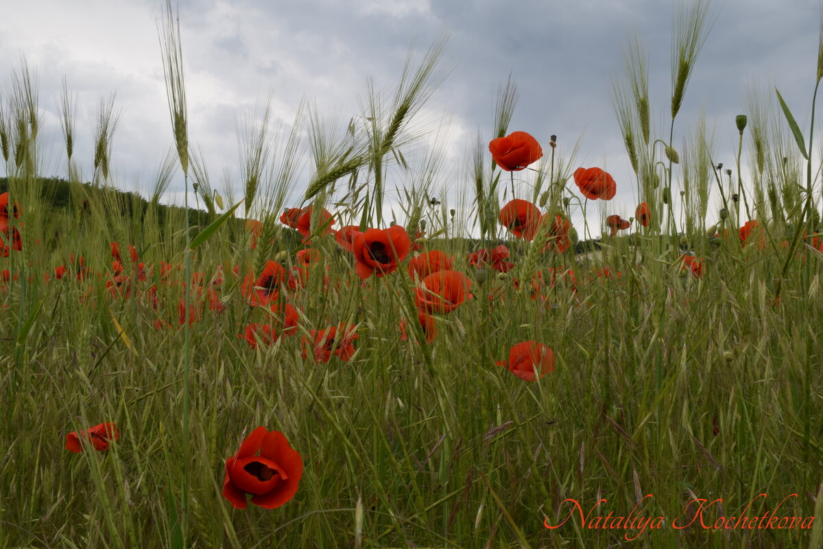 Природа Крыма - Amazing Cosmea