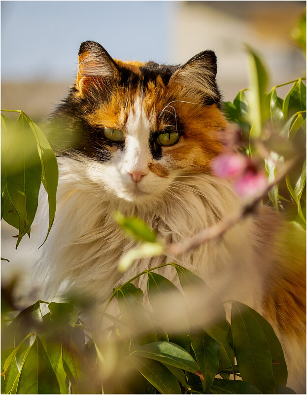 *** - Александр Григорьев