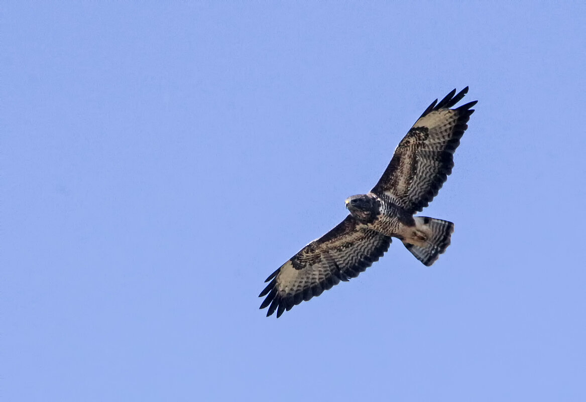 Канюк в небе - Андроник Александр Канюк в небе - Андроник Александр