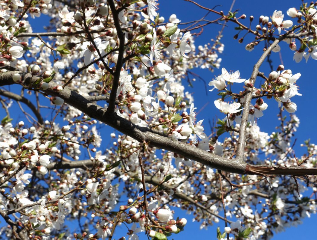 С первым днём календарной Весны! - Aida10 С первым днём календарной Весны! - Aida10