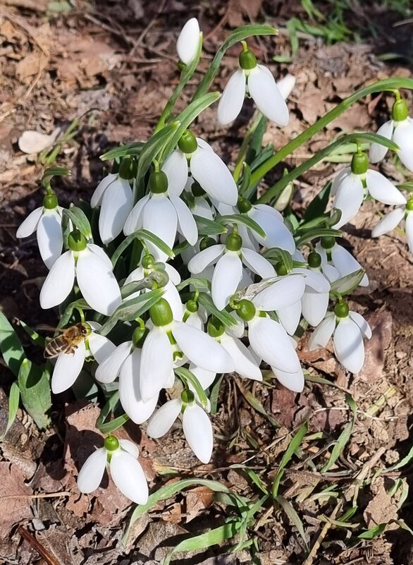 С весной и пчёлками! - Наталья 
