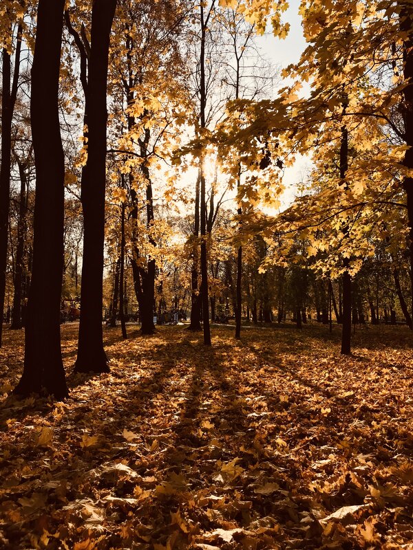 Осень - Avak. A