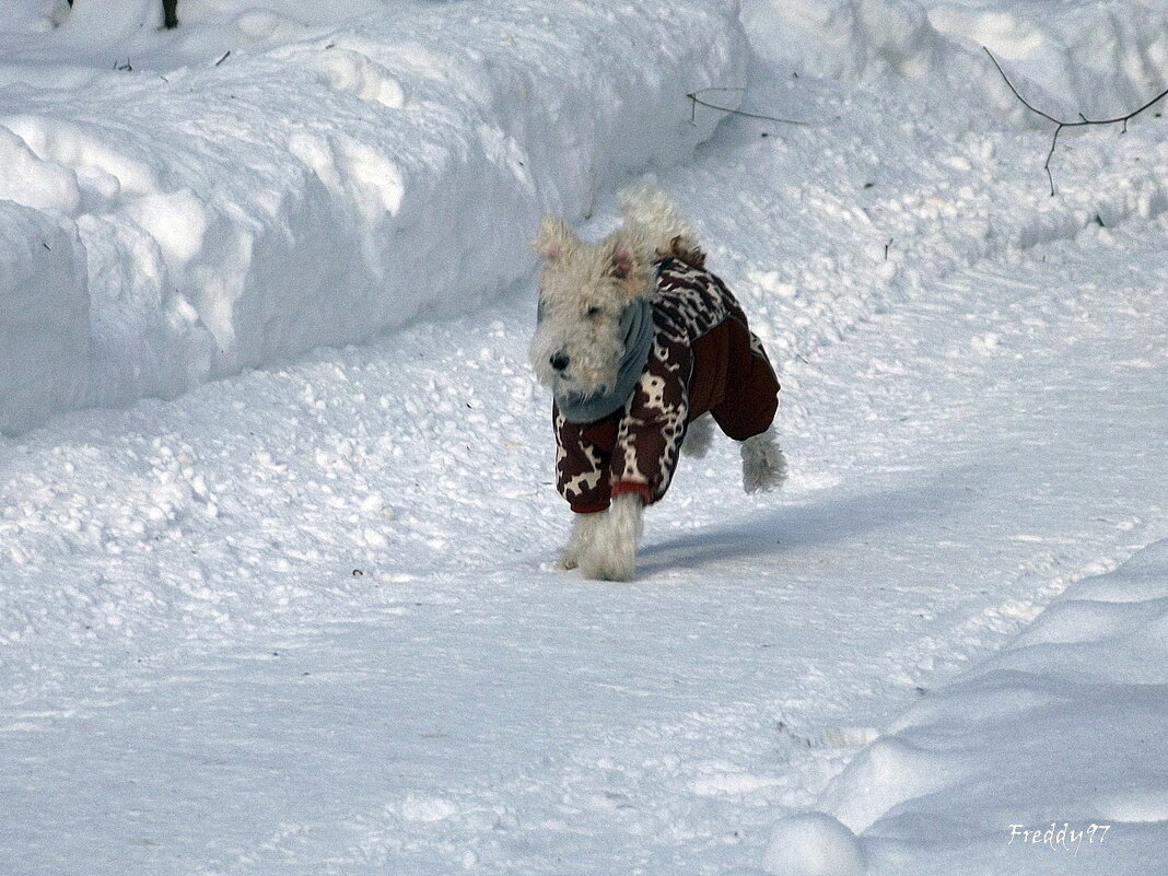 Попрыгунья - Freddy 97