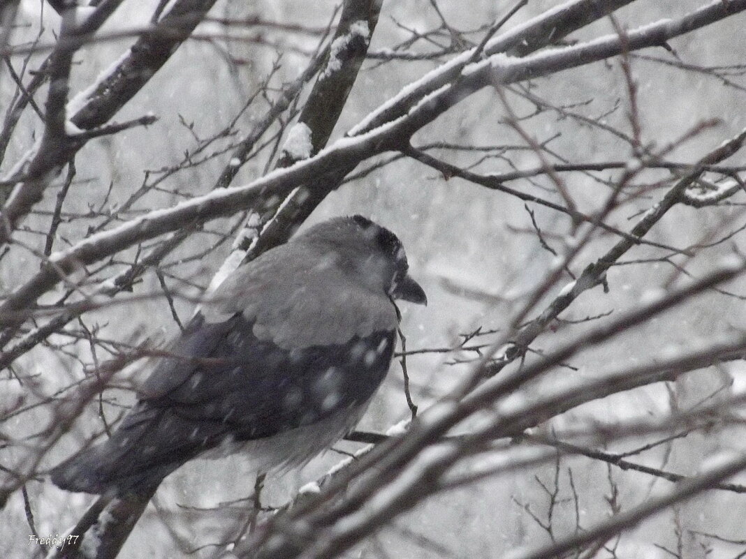 Хоть бы кто-нибудь кусочком сыра поделился! - Freddy 97 Хоть бы кто-нибудь кусочком сыра поделился! - Freddy 97