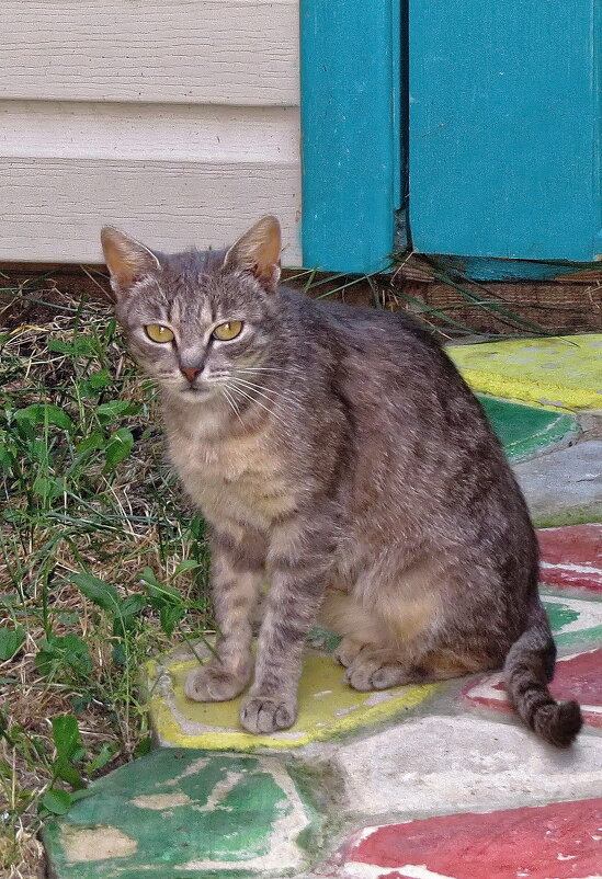 Муська - Валерий Судачок