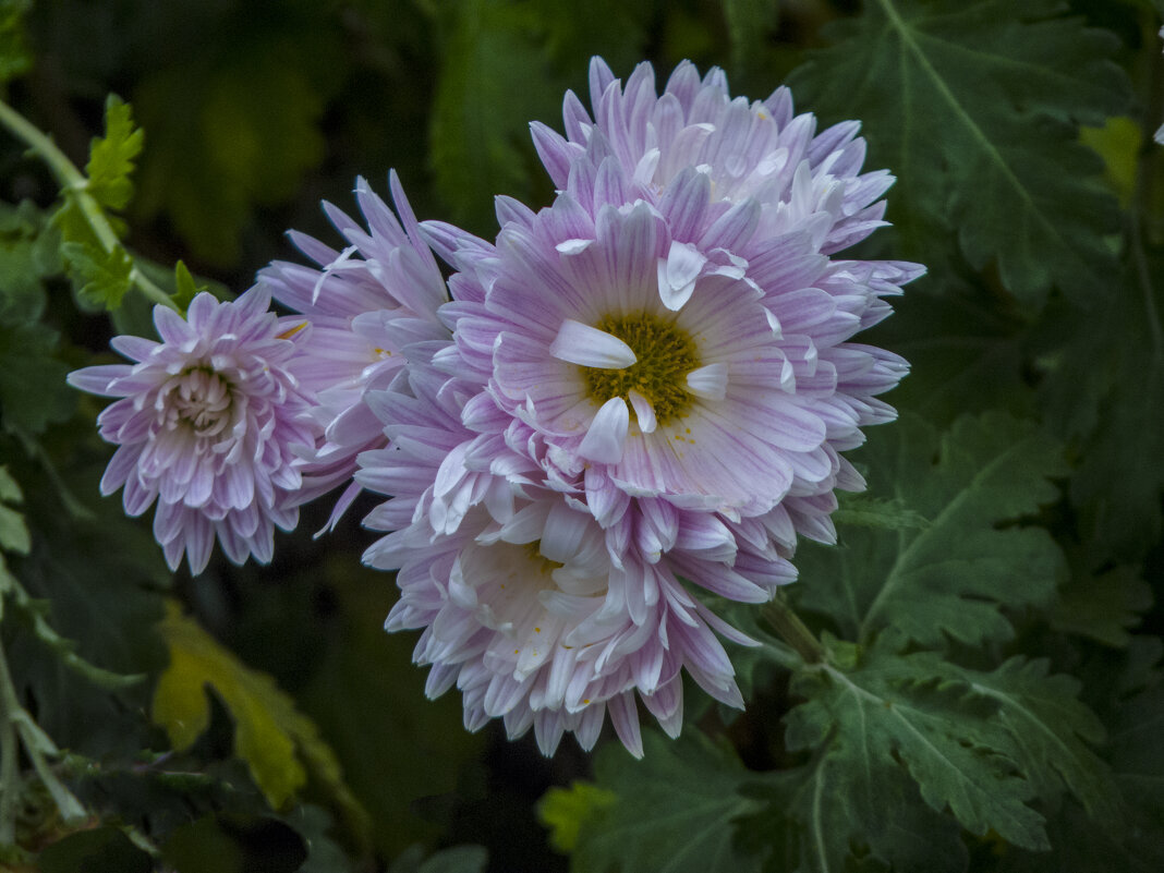 Бледно розовая  хризантема - Валентин Семчишин