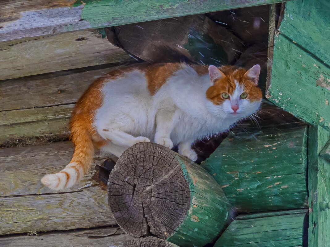 Мартовский кот - Наталья Rosenwasser