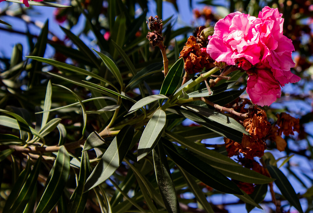 Цветок олеандра - Светлана SvetNika17