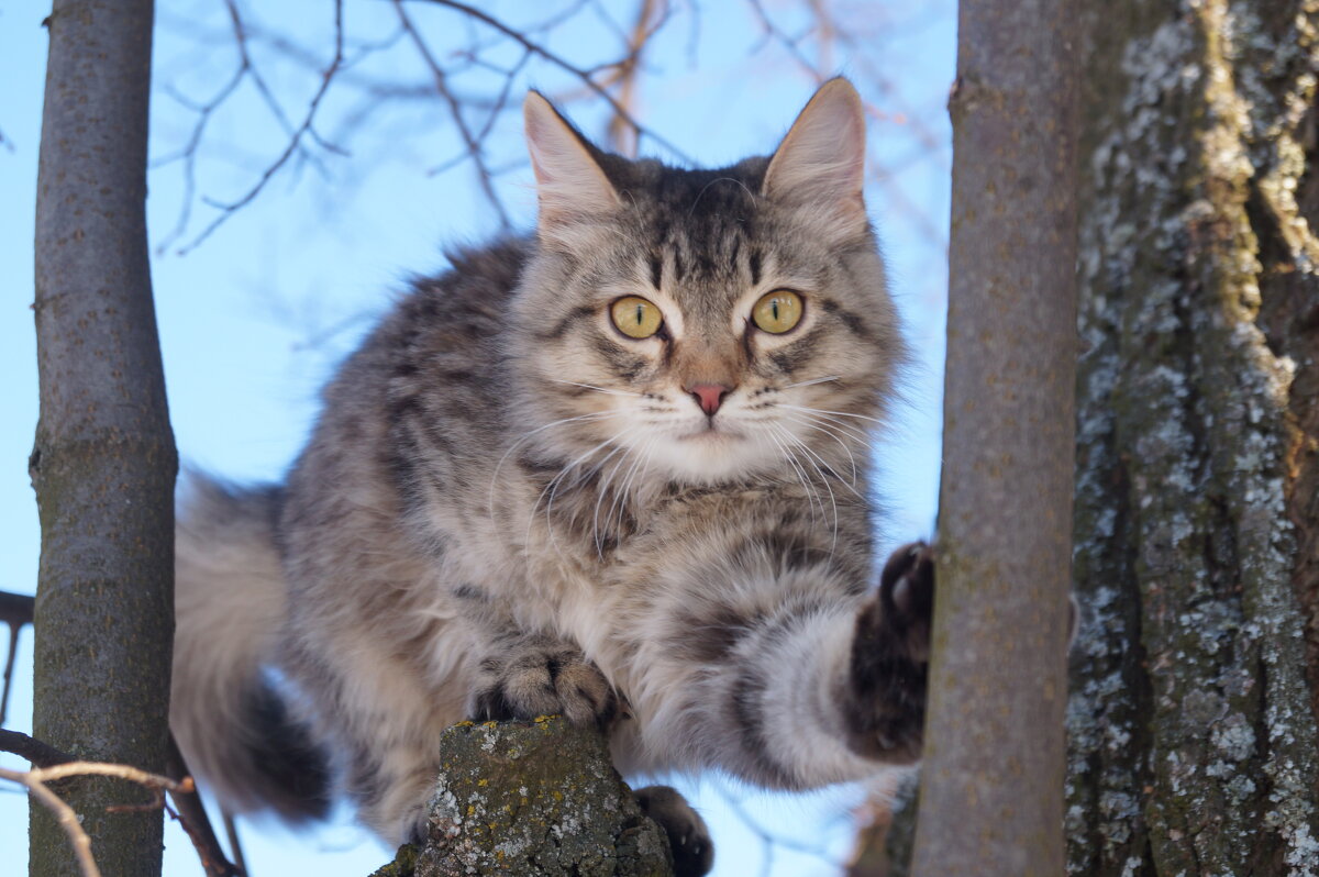 С днем кошек! - Сергей Ц